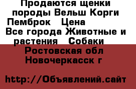 Продаются щенки породы Вельш Корги Пемброк › Цена ­ 40 000 - Все города Животные и растения » Собаки   . Ростовская обл.,Новочеркасск г.